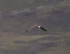 White-tailed Eagle thumbnail 2