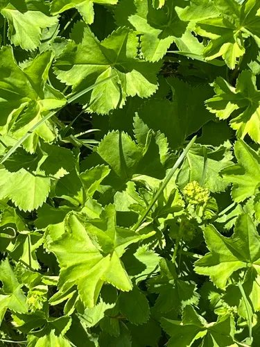 Large-toothed Lady's-mantle