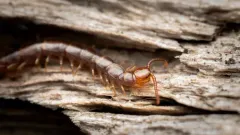 Paobius vagrans thumbnail 1