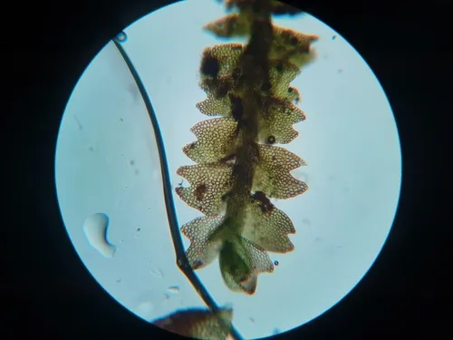 Mountain Notchwort
