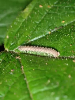 Scytonotus simplex thumbnail 1
