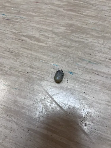 Brown Dog Tick
