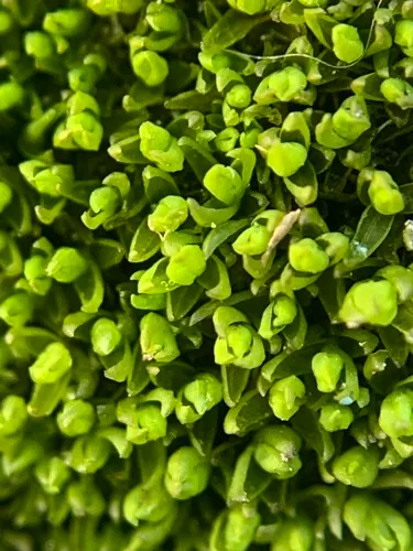 Water Grimmia