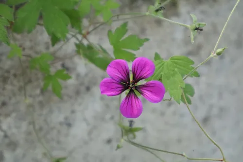 Armenian Crane's-bill