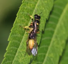 Crossocerus impressifrons thumbnail 3