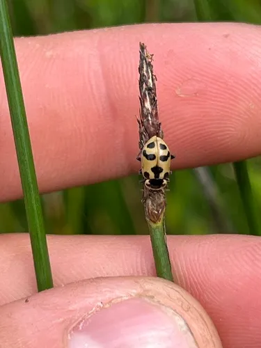 Washington's Lady Beetle