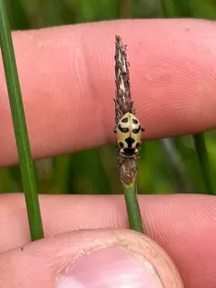 Washington's Lady Beetle thumbnail 1