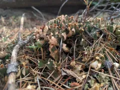 veinless pelt lichen thumbnail 3