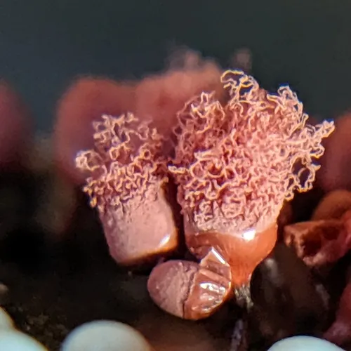 carnival candy slime mold