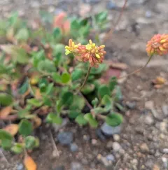 marumleaf buckwheat thumbnail 2