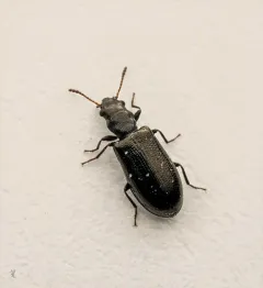Greenish Narrow-waisted Bark Beetle thumbnail 4