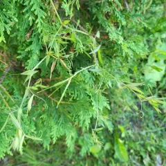 meadow pea thumbnail 3