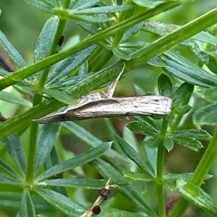 Changeable Grass-veneer thumbnail 1