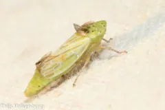 Graphocraerus ventralis thumbnail 3