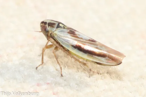 Macrosteles borealis