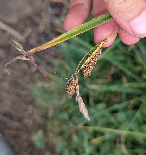 showy sedge