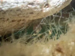 Northern Red Snapper thumbnail 2