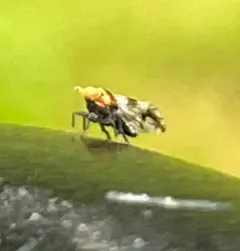 yellowish planthopper thumbnail 3