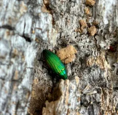 Buprestis adjecta thumbnail 1