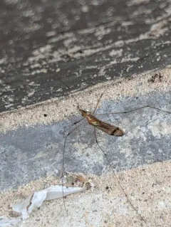 Tipula pachyrhinoides thumbnail 1