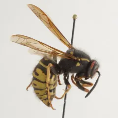 Cuckoo Yellowjacket thumbnail 2