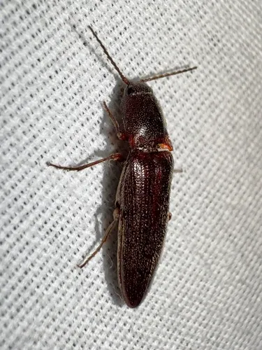 Melanotus longulus