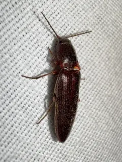 Melanotus longulus thumbnail 1