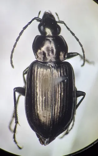 Agonum metallescens
