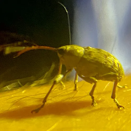 Curculio proboscideus