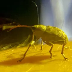 Curculio proboscideus thumbnail 1