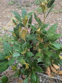 bush chinquapin thumbnail 1