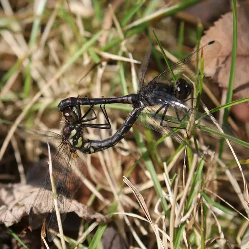 Black Meadowhawk