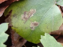 Phytomyza hydrophyllivora thumbnail 3