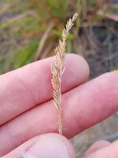 Fine-leaved Sheep's-fescue thumbnail 1