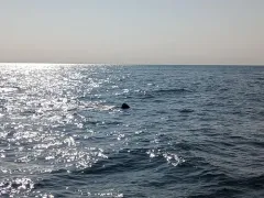 Basking Shark thumbnail 2