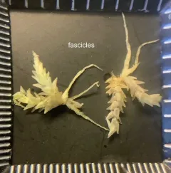 Prairie Peatmoss thumbnail 2