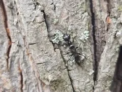 Ampulex canaliculata thumbnail 1
