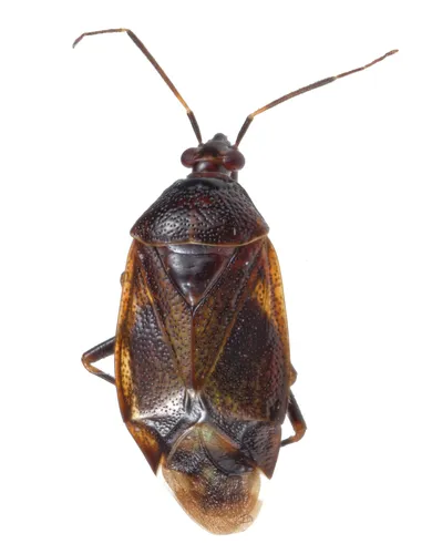 Deraeocoris triannulipes