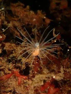 Gonactinia prolifera thumbnail 2