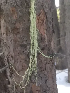 Mountain Oakmoss Lichen thumbnail 4