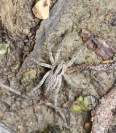 Schizocosa minnesotensis thumbnail 2