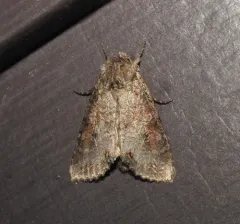 Purple Arches Moth thumbnail 3
