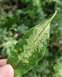 Cherry lace bug thumbnail 4