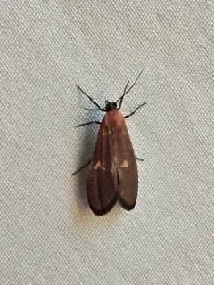 Lycomorpha grotei thumbnail 1