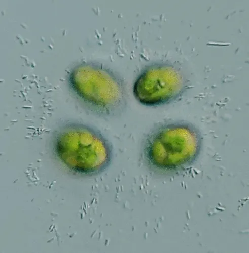 Oocystis lacustris