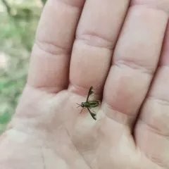Wandering Deer Fly thumbnail 2