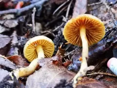 Cortinarius huronensis thumbnail 1