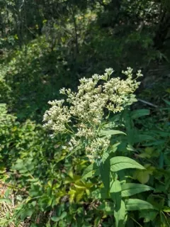 upland boneset thumbnail 2