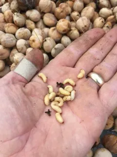 Pecan weevil thumbnail 2