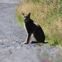Canada Lynx thumbnail 2